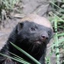 comaristan adlı kullanıcı